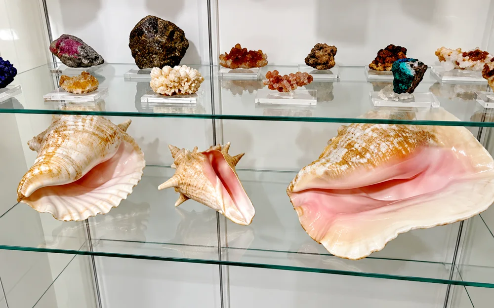 Vitrine en verre contenant deux grandes coquilles roses ouvertes et une troisieme coquille, entourées de petits rochers colorés sur des socles.